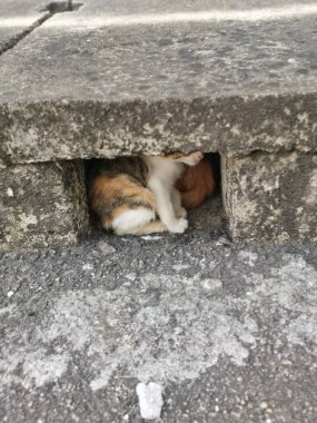 the wild stray kitten or cat by the street.