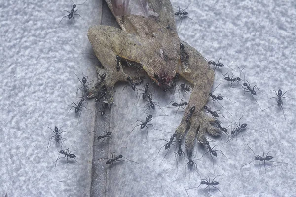 Tiny Black Pavement Ants Feeding Dead Lizard — Stock Photo, Image