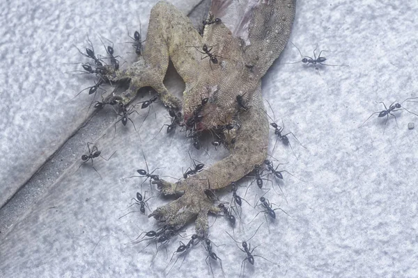 以死蜥蜴为食的微小的黑色路面蚂蚁 — 图库照片