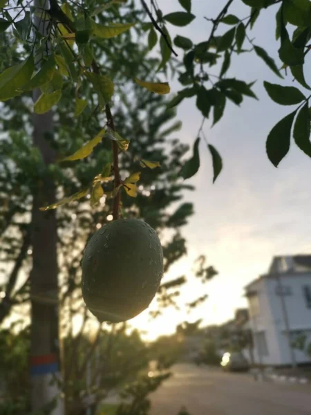 Aegle Marmelos Correa Fruit Hanging Tree —  Fotos de Stock
