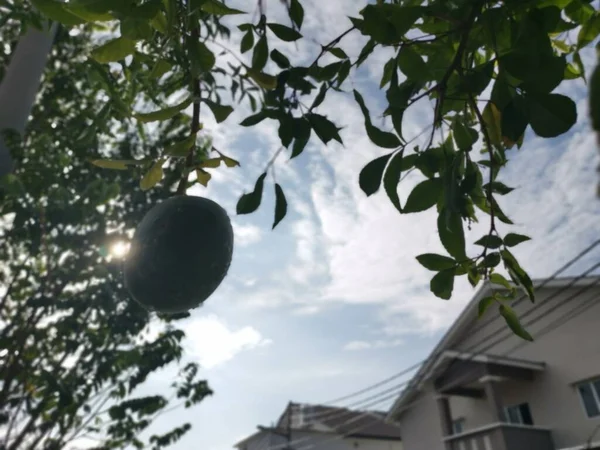 Aegle Marmelos Correa Fruta Pendurada Árvore — Fotografia de Stock