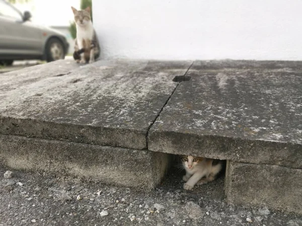 Das Wilde Streunende Kätzchen Oder Die Katze Straßenrand — Stockfoto