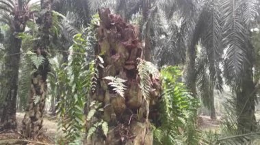 Hurma ağacının tomurcuğundan sarkan salkımlar,