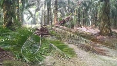 Hurma ağacının tomurcuğundan sarkan salkımlar,