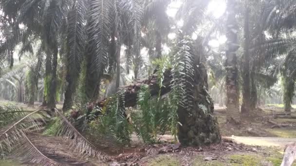 棕榈树因树干腐烂和天气而倒了 — 图库视频影像