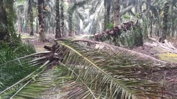Падение Пальмы Ветхих Стволов Погоды — стоковое видео