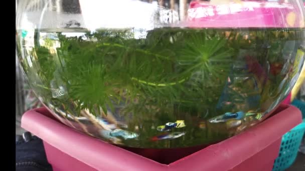 Transparent Aquarium Colorful Small Peacock Fishes — Stock Video