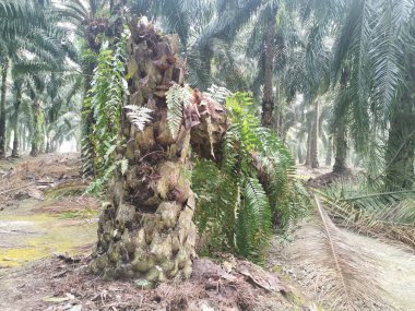 Hurma ağacının tomurcuğundan sarkan salkımlar,