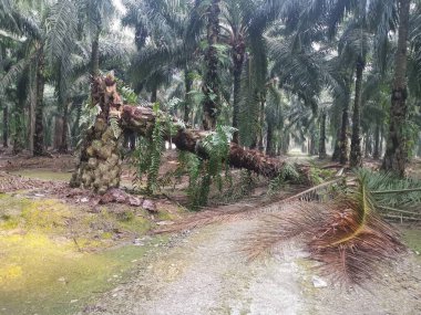 Hurma ağacının tomurcuğundan sarkan salkımlar,