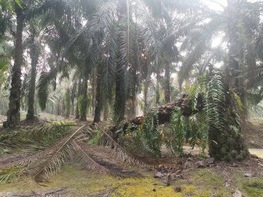 Hurma ağacının tomurcuğundan sarkan salkımlar,