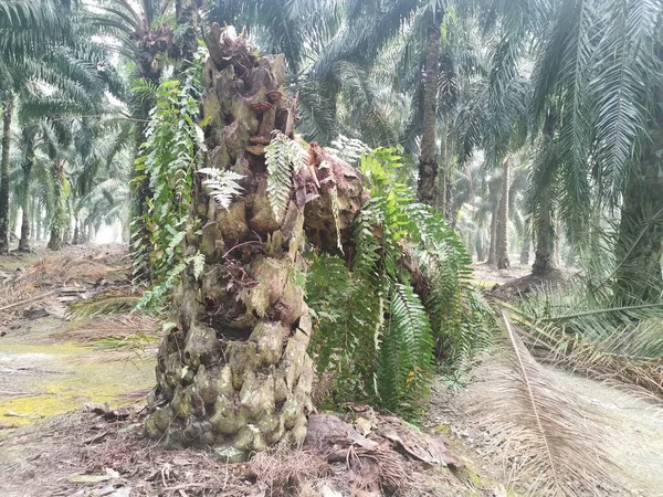 Palmeira Derrubada Por Causa Tronco Deteriorado Tempo — Fotografia de Stock