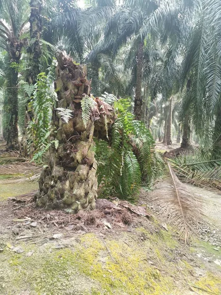 Palmeira Derrubada Por Causa Tronco Deteriorado Tempo — Fotografia de Stock
