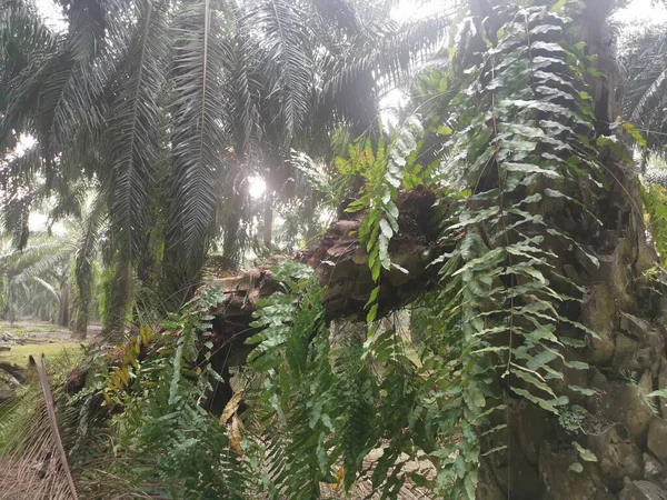 Palmera Derribada Debido Descomposición Del Tronco Clima — Foto de Stock