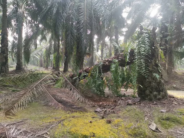 Palmera Derribada Debido Descomposición Del Tronco Clima —  Fotos de Stock