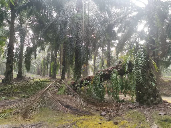 Падение Пальмы Ветхих Стволов Погоды — стоковое фото