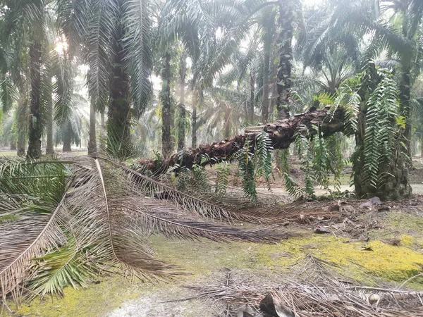 Palmboom Omgevallen Door Vervallen Stam Het Weer — Stockfoto