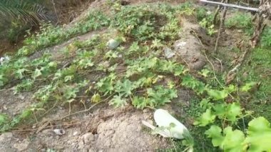 Benincasa hispida sebze bitkisi yerde sürünüyor.