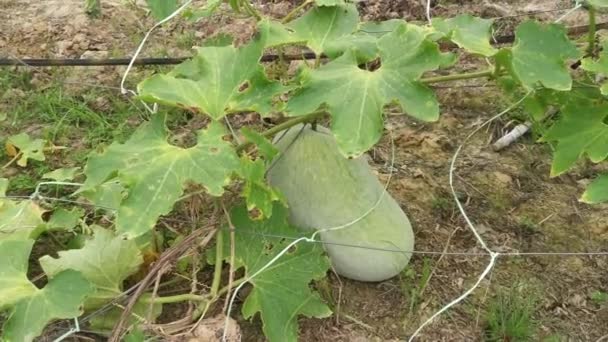 Benincasa Hispida Gemüsepflanze Kriecht Auf Dem Boden — Stockvideo