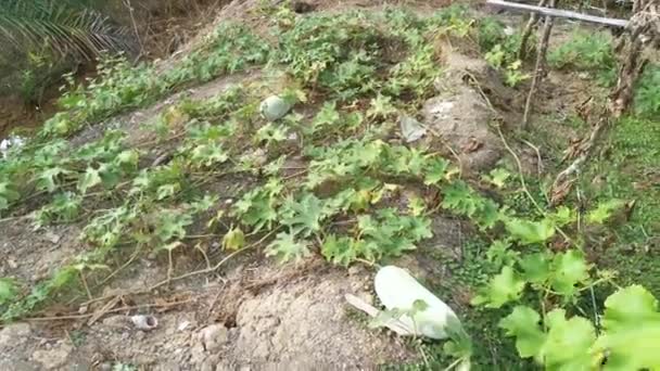 Benincasa Hispida蔬菜植物在地上爬行 — 图库视频影像