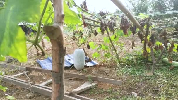 Benincasa Hispida Plante Végétale Rampant Sur Sol — Video