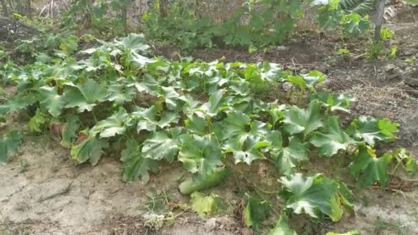 Benincasa Hispida Gemüsepflanze Kriecht Auf Dem Boden — Stockvideo