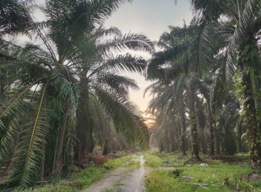 Kırsal arazinin etrafındaki sabah manzarası
