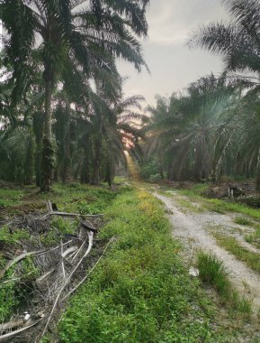 Kırsal arazinin etrafındaki sabah manzarası