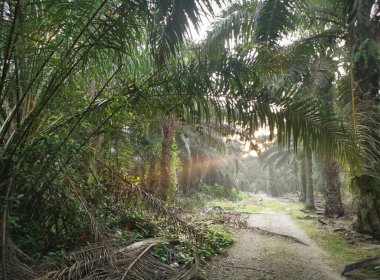Kırsal arazinin etrafındaki sabah manzarası