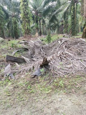 Kırsal arazinin etrafındaki sabah manzarası