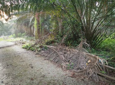 Kırsal arazinin etrafındaki sabah manzarası