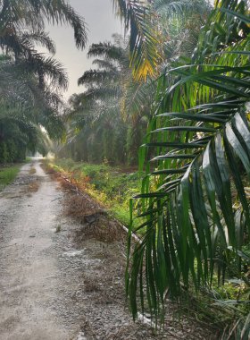 Kırsal arazinin etrafındaki sabah manzarası