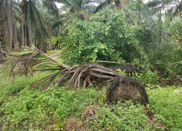 Paisaje Temprano Mañana Alrededor Plantación Rural — Foto de Stock