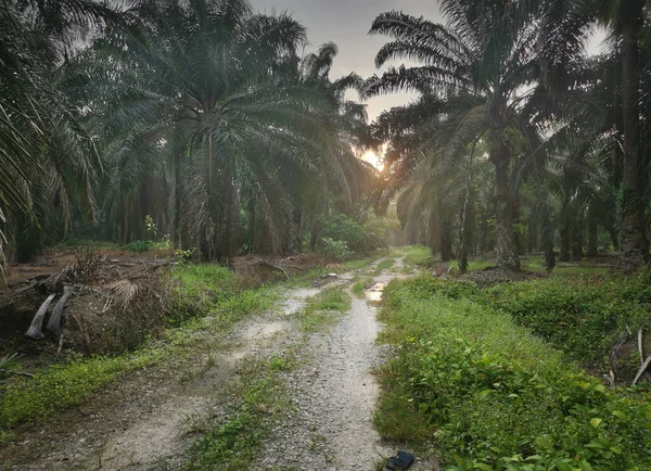 Landschaft Frühen Morgen Rund Die Ländliche Plantage — Stockfoto