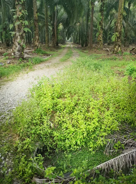 Wczesnym Rankiem Krajobraz Wokół Plantacji Wiejskich — Zdjęcie stockowe