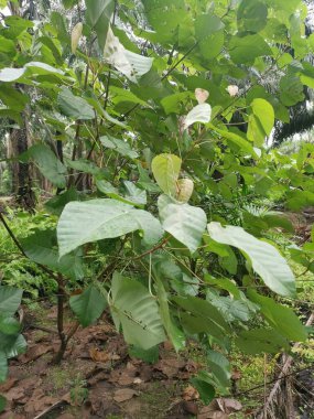 Çiftlikteki vahşi Macaranga tanarius ağacı..