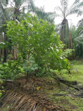 Çiftlikteki vahşi Macaranga tanarius ağacı..