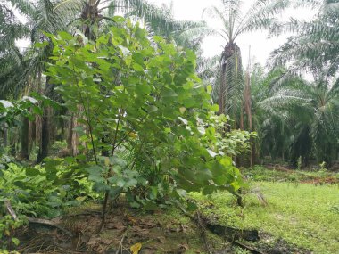 Çiftlikteki vahşi Macaranga tanarius ağacı..
