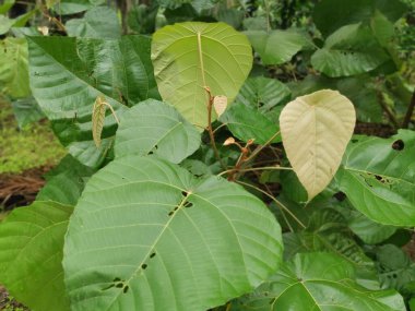 Çiftlikteki vahşi Macaranga tanarius ağacı..