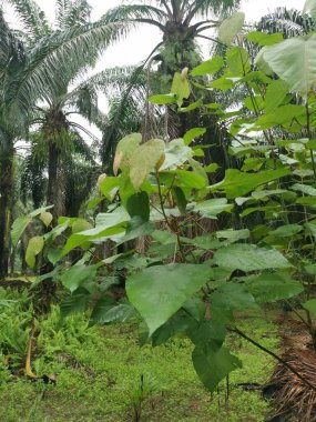 Çiftlikteki vahşi Macaranga tanarius ağacı..