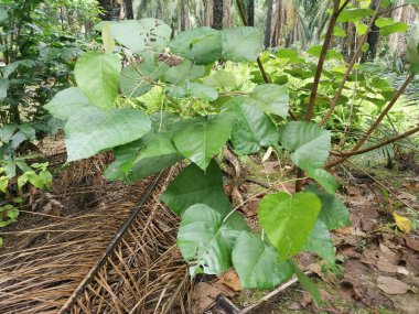 Çiftlikteki vahşi Macaranga tanarius ağacı..