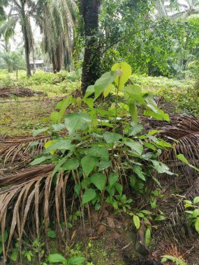 Çiftlikteki vahşi Macaranga tanarius ağacı..