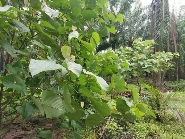 Wilde Macaranga Tanarius Boom Plant Plantage — Stockfoto