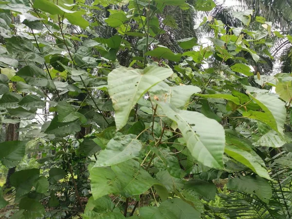 Wild Macaranga Tanarius Tree Plant Plantation — Stock Photo, Image