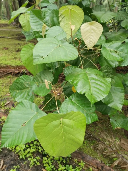 Wilde Macaranga Tanarius Boom Plant Plantage — Stockfoto