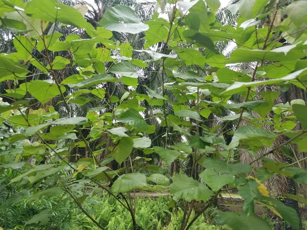 Macaranga Tanarius Sauvage Plante Dans Plantation — Photo
