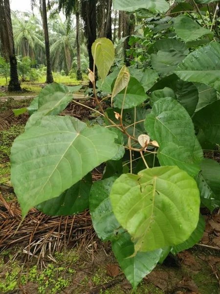 Wild Macaranga Tanarius Tree Plant Plantation — Stock Photo, Image