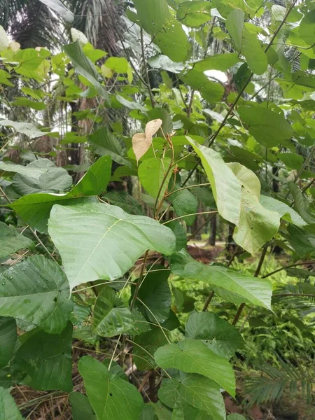 Dzikie Macaranga Tanarius Drzewo Roślin Plantacji — Zdjęcie stockowe