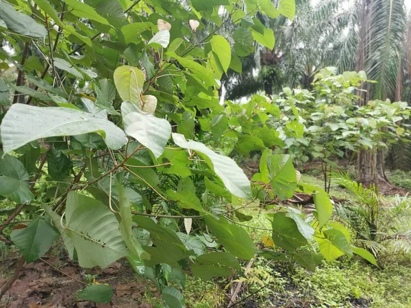 Wild Macaranga Tanarius Tree Plant Plantation — Stock Photo, Image