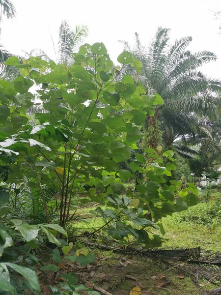 Planě Rostoucí Strom Macaranga Tanarius Plantáži — Stock fotografie