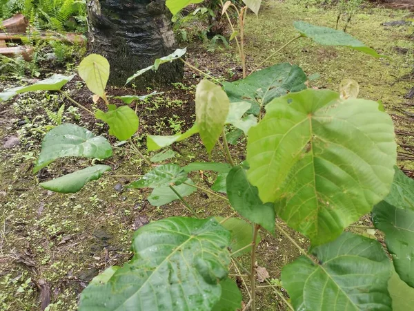 Planta Silvestre Macaranga Tanarius Plantación —  Fotos de Stock